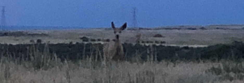 Bluffs Regional Park Trail Mule Deer